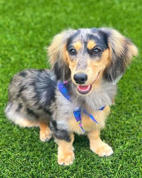 Dapple Dachshund: Breed Info, Patterns, Traits & Pictures