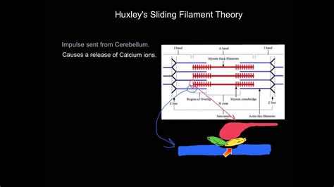 Huxleys Sliding Filament Theory Youtube