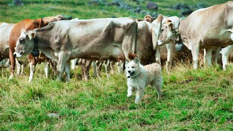 What Is Herding Behavior In Dogs? [2022 Edition]