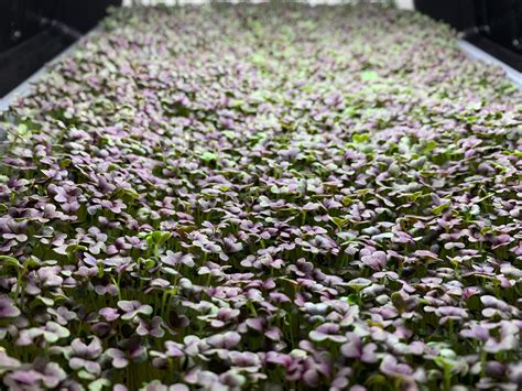 Grow It Green - GrowitGreen