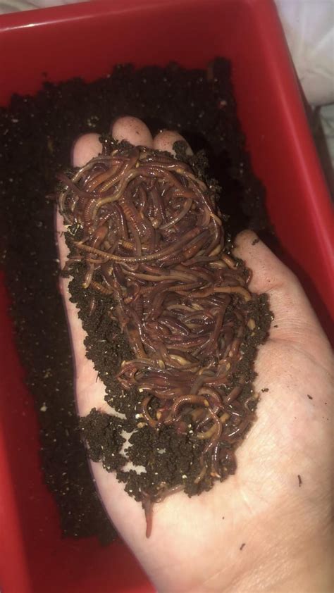 Ball of worms after harvesting. Took a while for me to not feel icky using my bare hands ...