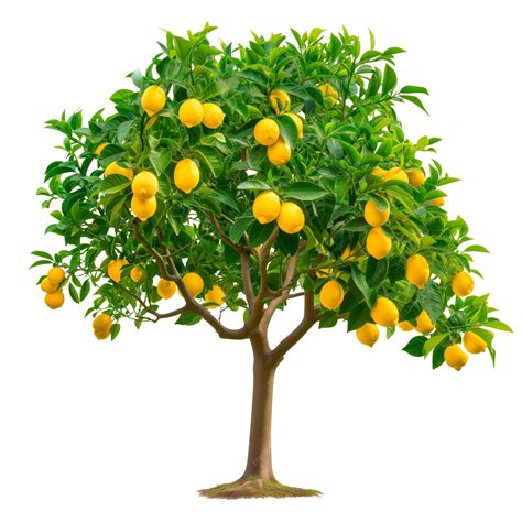 tree lemon tree 10