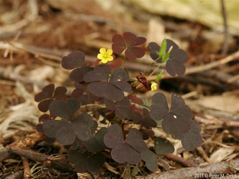 Oxalis stricta (Yellow Wood Sorrel): Minnesota Wildflowers