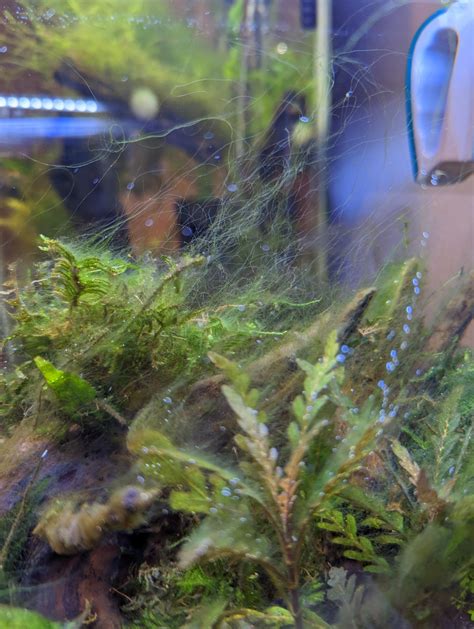 How To Get Rid Of Green Algae In My Aquarium Quick Fixes