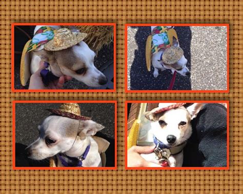 Chihuahua taco costume | Taco costume, Chihuahua, Animals