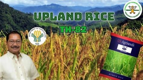 Part Irrigated Upland Rice Farming In The Philippines Fertigation