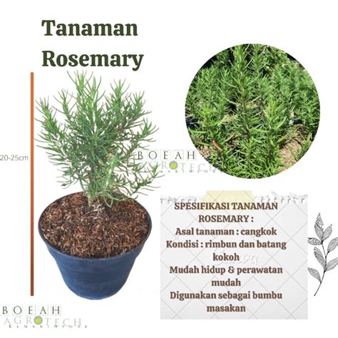 Jual Bibit Tanaman Rosemary Pengusir Nyamuk Dan Bumbu Eropa Kondisi