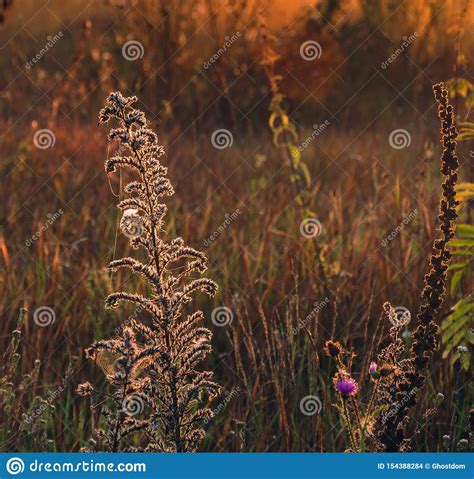 Naturaleza De La Ma Ana En Luz Del Sol Y Roc O Foto De Archivo Imagen