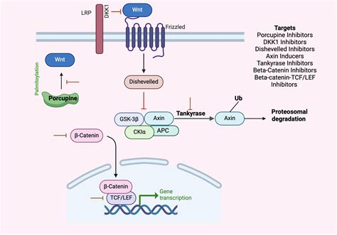 Targets of Wnt Pathway | BioRender Science Templates