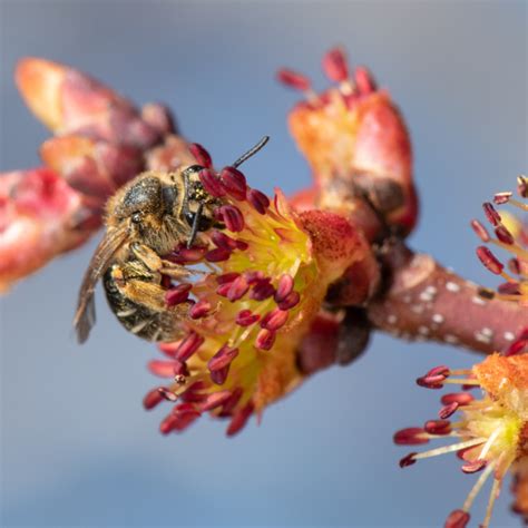 Pollinators In The Woods How Wild Bees Nest And Forage In Woody