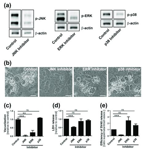 Map Kinase Components Are Required For Efficient Vacuolization Cell