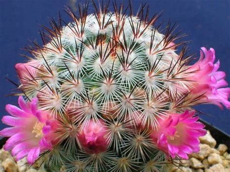 Mammillaria microhelia | World of Succulents