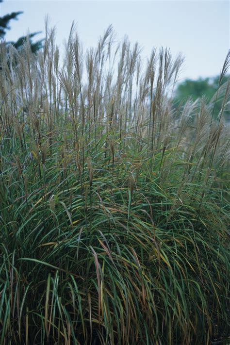 Miscanthus Sinensis Silver Feather Silberfeder Silver Feather Maiden Grass Garden Center