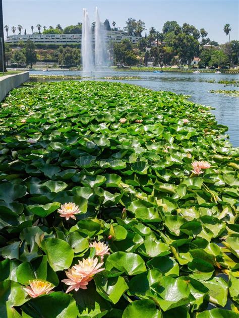 Lotus Blossom in the Echo Park Lake Stock Photo - Image of echo ...