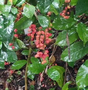 australian plants society