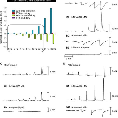 Summary Of The Inhibitory Responses To Electrical Field Stimulation