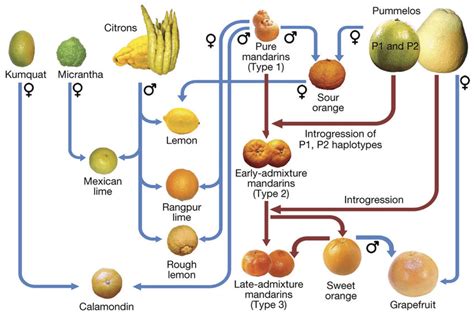 Mother Of All Citrus Oranges Grapefruit Lemons And Limes All