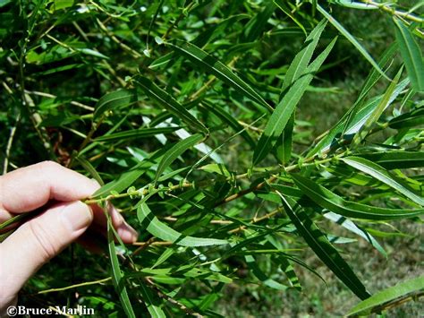 Black Willow - Salix nigra - North American Insects & Spiders