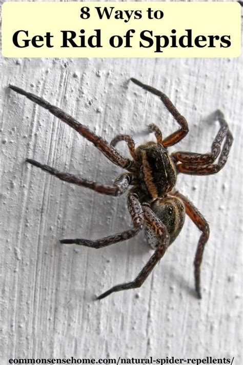 How To Get Rid Of Brown Recluse Spiders With Essential Oils HEUNF