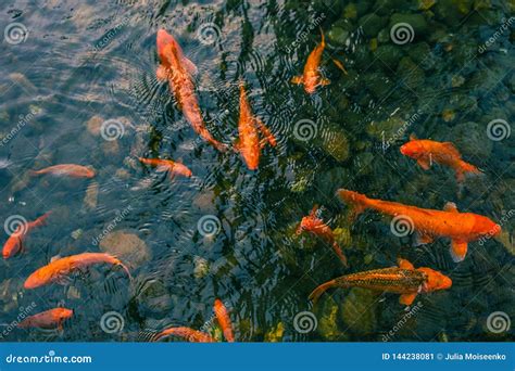 Os Peixes Vermelhos Brilhantes De Koi Nadam Em Um Peixe Aberto Da Lagoa