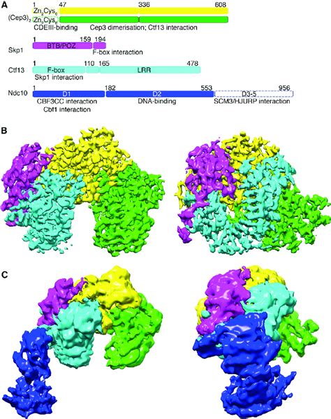 Cryo EM Reconstructions Of CBF3 A Components Of CBF3 Annotated With