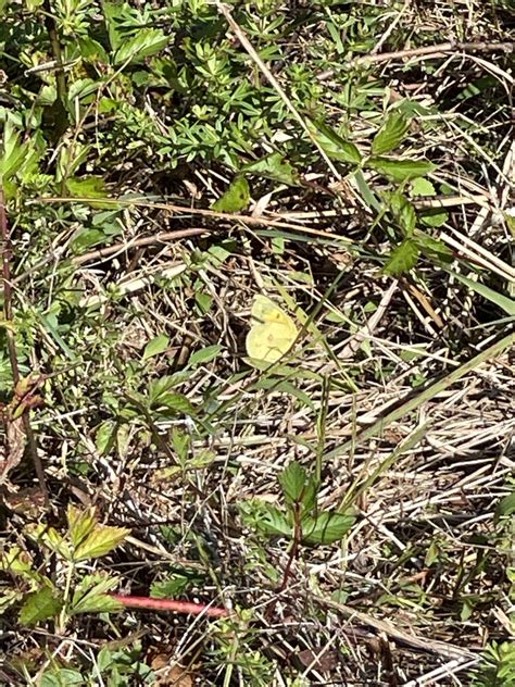 Orange Sulphur From Lehighton Pa Us On October At Pm