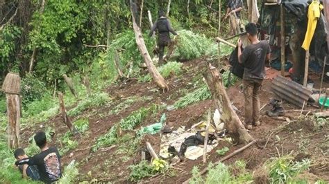 Kronologi Penggerebekan Ladang Ganja Di Empat Lawang Pemilik Terancam