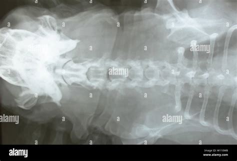 Radiografia Torax Perro Fotograf As E Im Genes De Alta Resoluci N Alamy