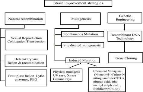 Overview Of Strain Improvement Download Scientific Diagram