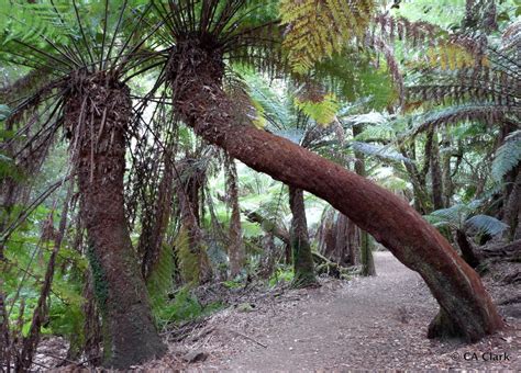 Helechos arborescentes (Plantas alóctonas e invasoras de Asturias ...