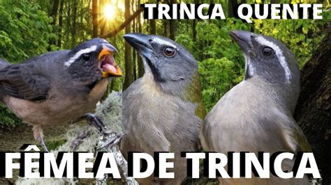 Teste A Melhor F Mea De Trinca Ferro Chamando E Macheando Mais Trinca