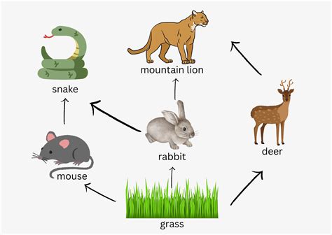 Which organism in this food web fills the role of producer? | Quizlet