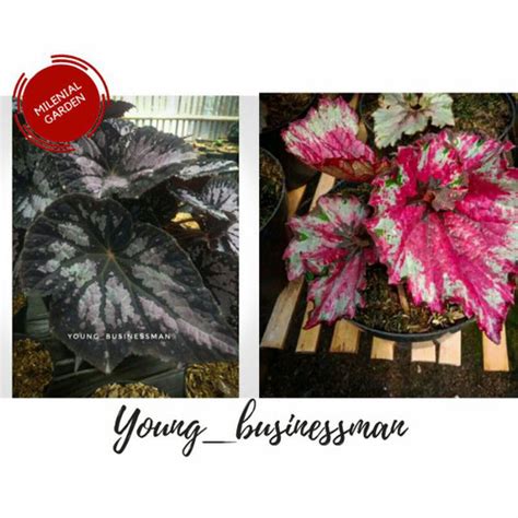 Jual Paket Tanaman Begonia Isi Dua Jenis Kab Bandung Barat