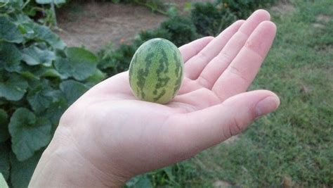 Watermelon Cucumber Cross Pollination