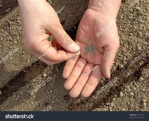 Woman Hands Sowing Seeds Stock Photo 34187746 Shutterstock