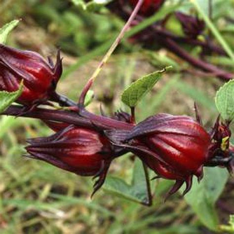 How To Grow Jamaican Sorrel Sorrel Plant Hibiscus Plant Hibiscus