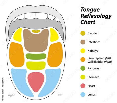 Tongue diagnosis chart with reflexology areas of the corresponding internal organs. Stock Vector ...