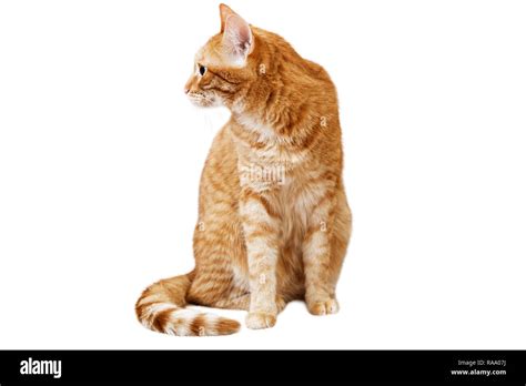 Cat Turning Head Cut Out Stock Images And Pictures Alamy