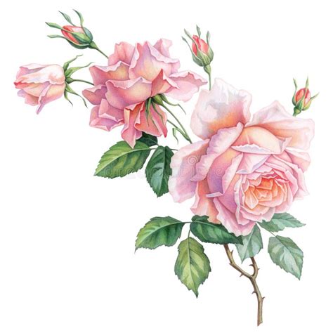 Blommor F R R Da Rosor R P En Vit Bakgrund Stock Illustrationer