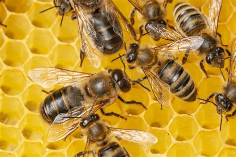 Big Drone Bee Male Honey Bee Stock Image Image Of Honey Beekeeping