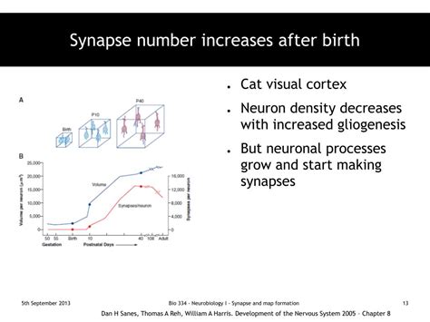 PPT - Synapse formation PowerPoint Presentation, free download - ID:3366323