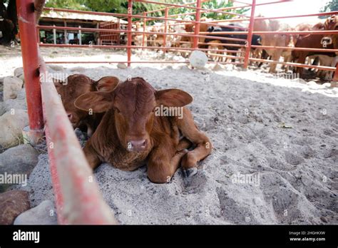 animals and landscapes representative of Colombian flora and fauna ...