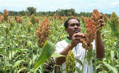 Panen Raya Tanaman Sorgum Seperti Apa Republika Online