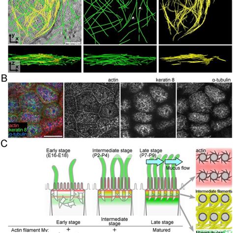 Apical Cytoskeletal Networks In Cultured Epithelial Cells A