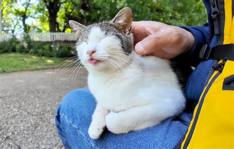 公園のベンチに猫がいたので隣に座って撫でると 猫大喜び！ ナデナデを全力で堪能する姿がとっても可愛かった♡ エウレカ！