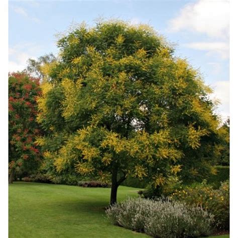 Koelreuteria Paniculata Golden Rain Tree 80 Seeds Etsy