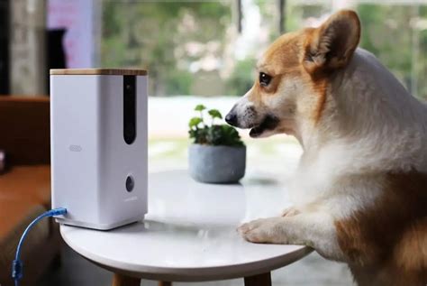 Have A Smart Home Now Pet Tech Can Give You A Smart Pet