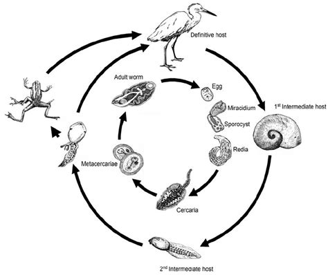 "The Complex Life-Cycle of the Trematode, Riberoria ondatrae" 2009. B.... | Download Scientific ...