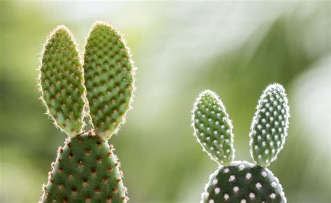 Melhor N O Ter Em Casa Plantas Que Podem Trazer M Sorte