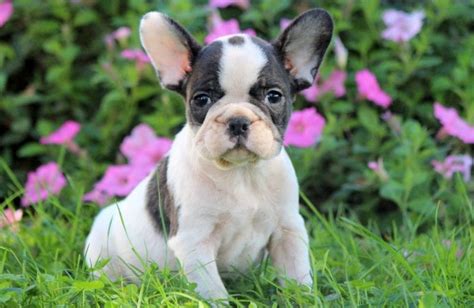 French Bulldog Puppies For Sale Keystone Puppies